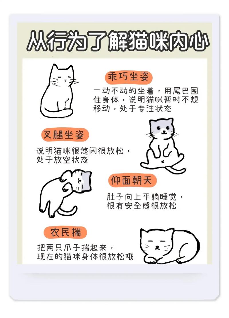 猫咪真的能干洗吗？——探索宠物清洁的新方式