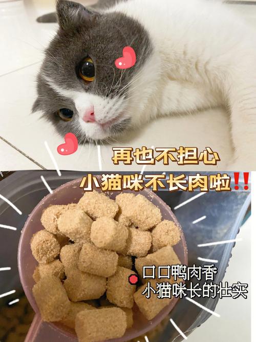 夏日炎炎，猫咪为何不爱吃？