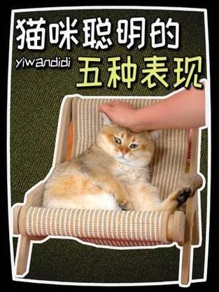 猫咪的智慧，见人就躲的深意