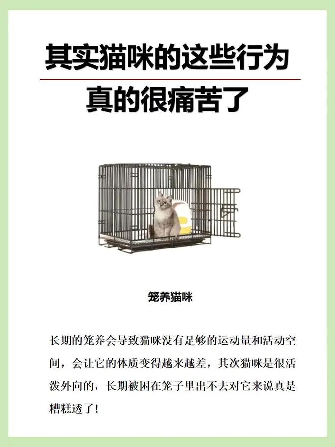 猫咪的神秘咀嚼行为，探索它们为何总是不听话