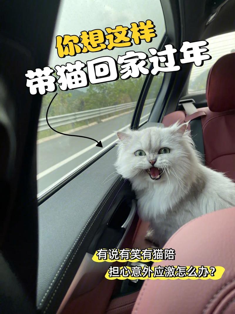 温馨旅程，合肥猫咪顺利托运回家