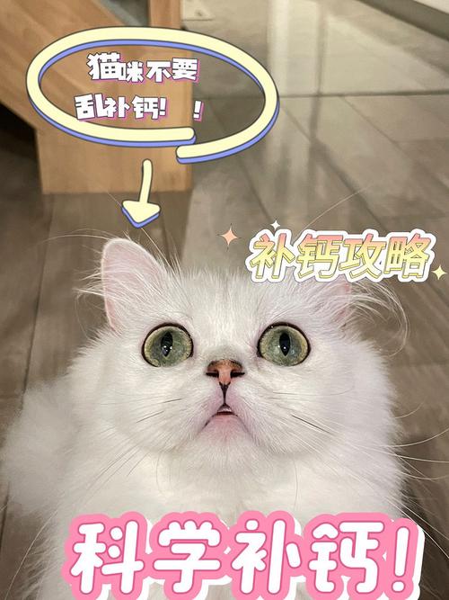 温柔的毛茸伴侣也能缺钙？孕期猫咪如何科学补钙