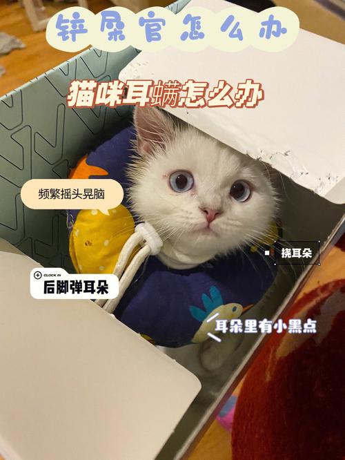 猫咪耳朵出血，潜在健康问题的警示信号