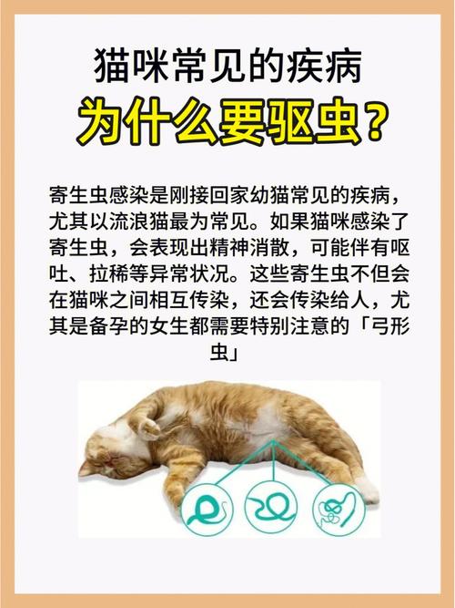 猫咪心丝虫治疗