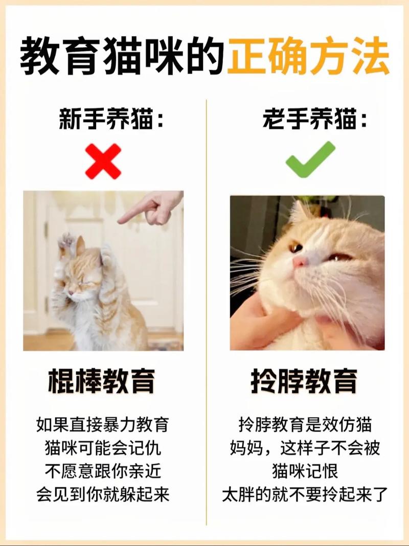 猫咪的抓性，理解与缓解