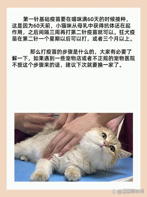 猫咪疫苗注射，安全有效的注射部位详解