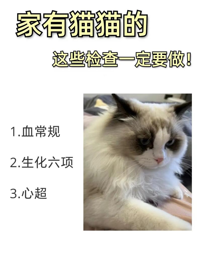 探索猫咪心脏疾病的奥秘，一本不可多得的指南