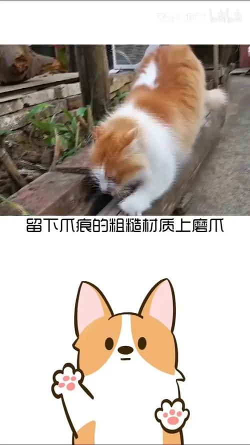 猫咪为何偏爱挠沙发？