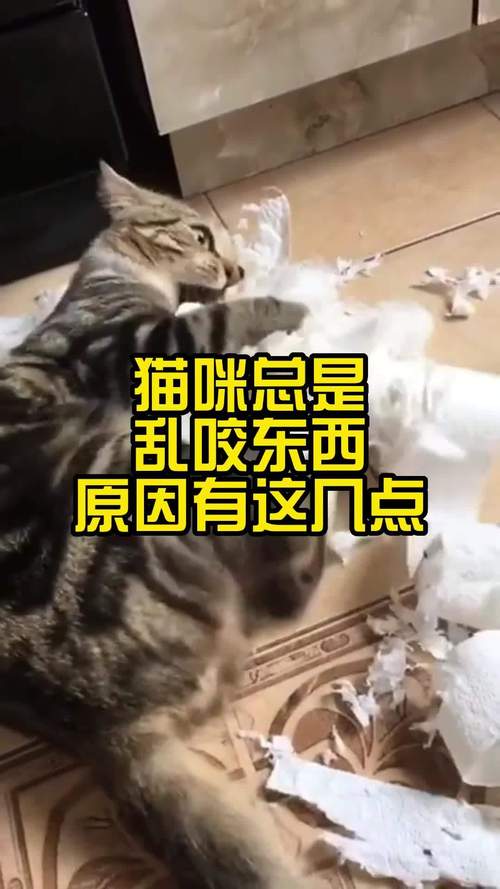 猫咪为何突然开始乱咬东西？