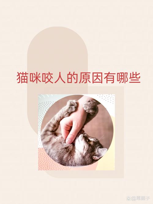 猫咪为何突然开始咬人？了解背后原因，与它们和谐共处