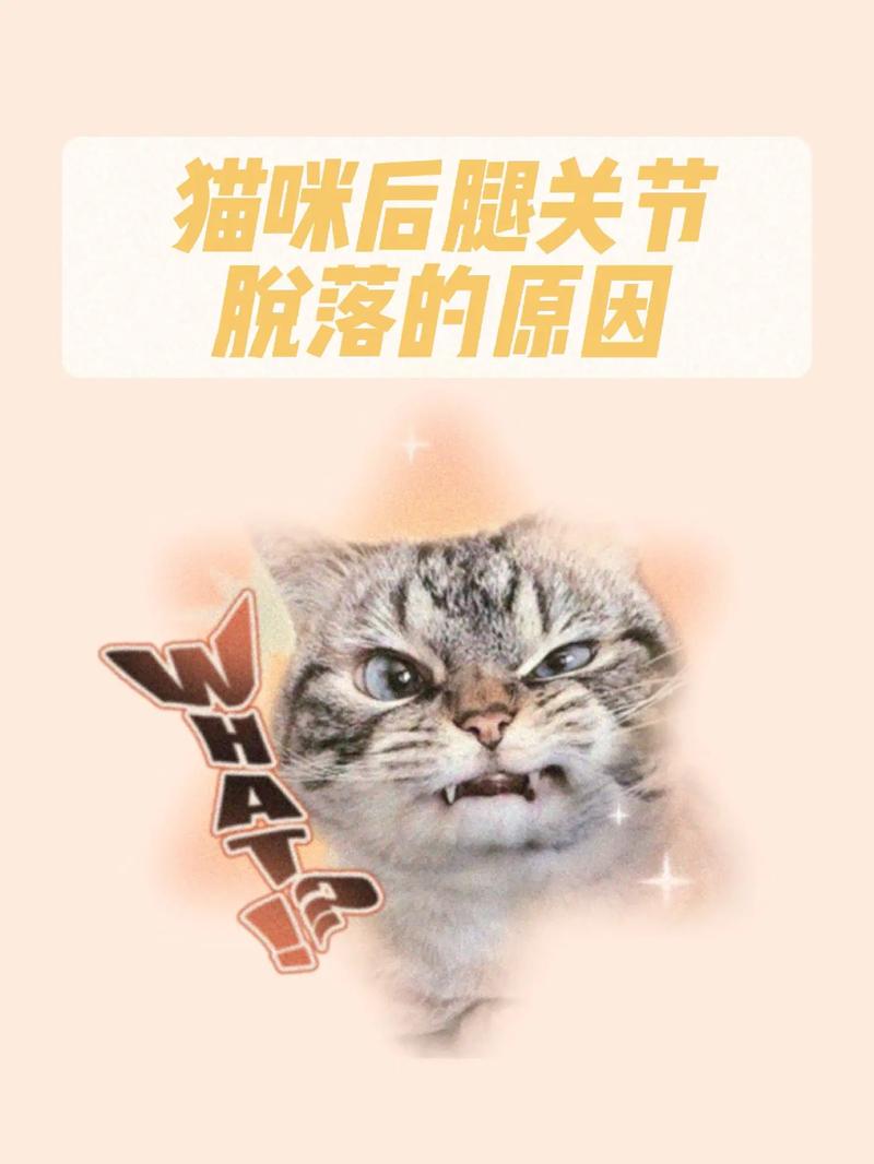 猫咪后腿不停抖，探究背后的原因