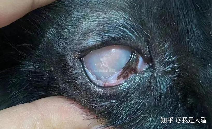 猫咪眼底的暗语——血丝背后的故事