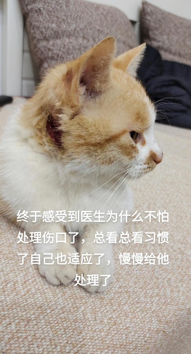 猫咪的不幸遭遇，后腿受伤后的疗伤之旅