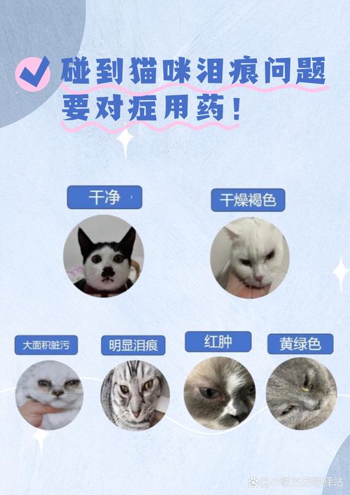 猫咪耳朵化脓流水，警惕耳部健康问题