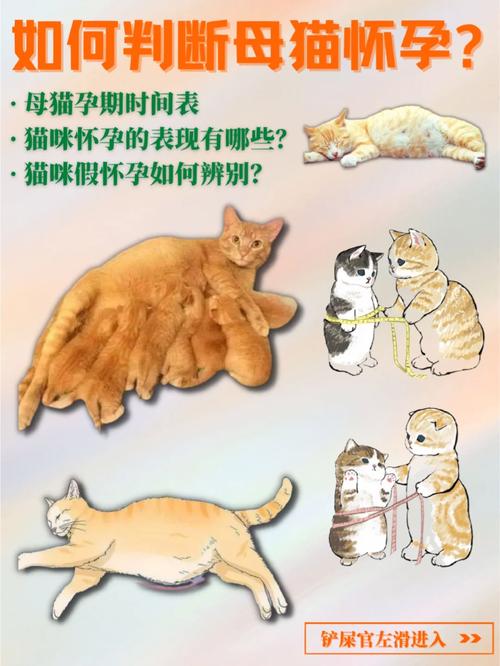 这么判断猫咪怀孕