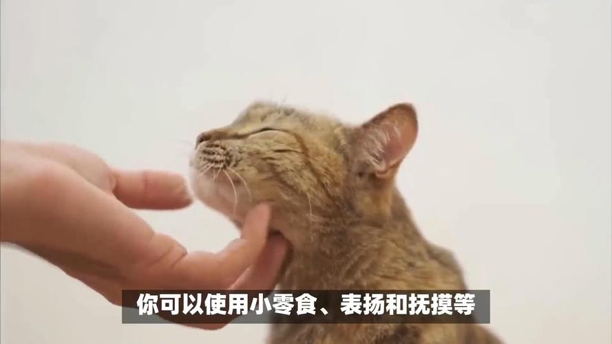 轻松掌握猫咪的动作，教你如何训练你的小猫