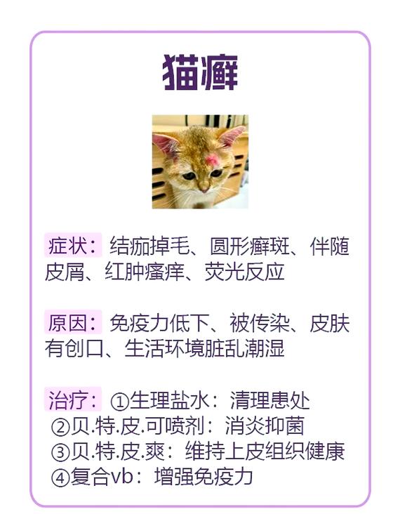 猫咪猫癣复发，预防与治疗策略