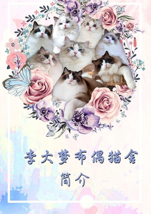 揭秘乌鲁木齐猫咪买卖全攻略