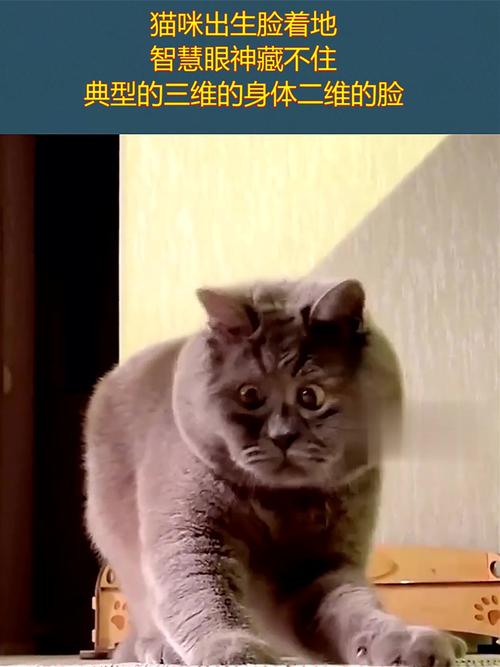 每年生几只小猫？揭秘猫咪的生育频率与繁育智慧