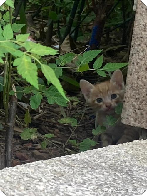 探索神秘小猫世界，与可爱的猫咪们共度美好时光