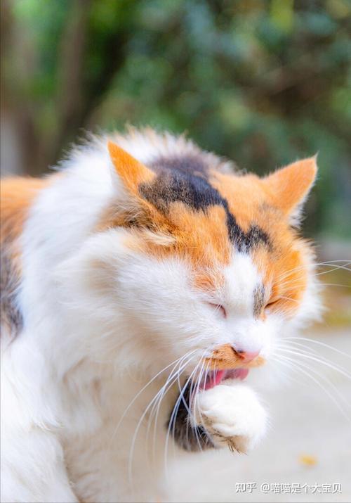 喵喵叫？别误会，你的小猫可能正在求爱中