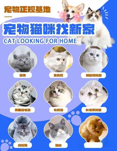 五种呆萌猫咪品种，与宠物世界的温柔邂逅