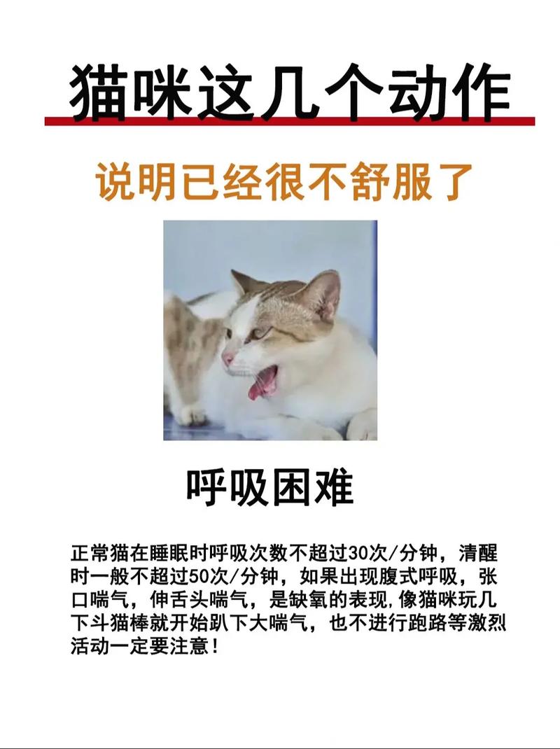 猫咪表达不适的常见迹象与应对之道