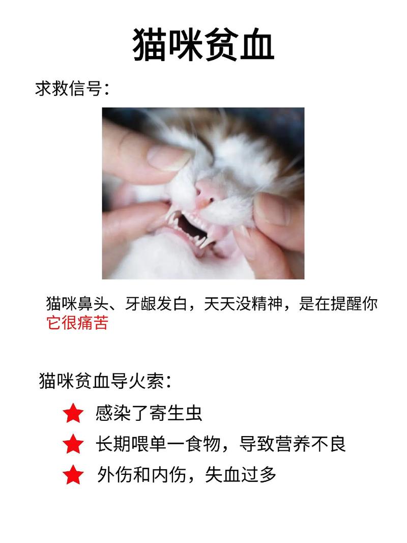 猫咪鼻尖的秘密，为何它们的鼻子会缺毛？