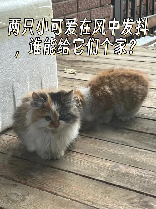 温柔的痕迹，猫咪为何总喜欢蹭家具？