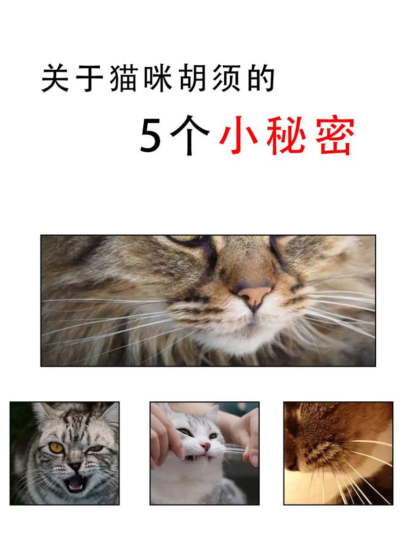 猫咪的智慧之光，揭秘它们那神奇的胡子