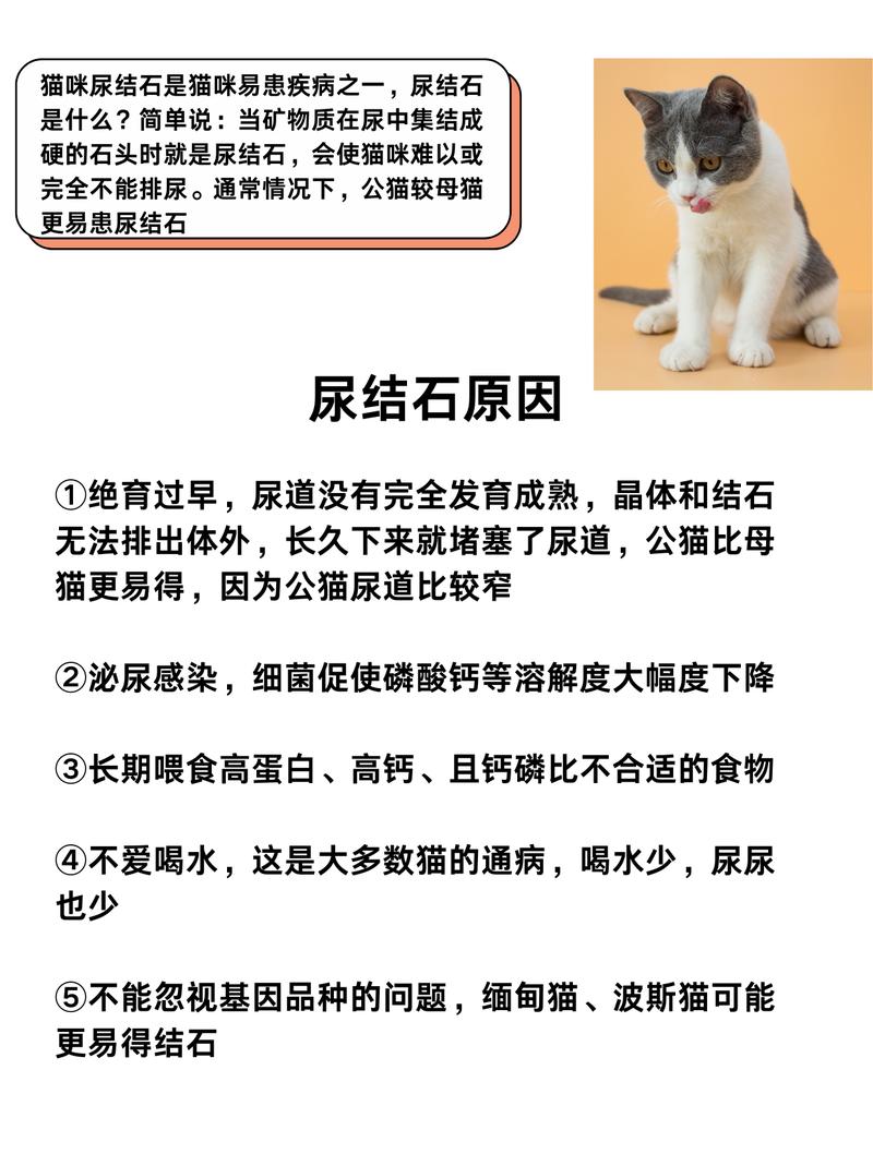 猫咪尿路堵塞结石，预防与治疗指南