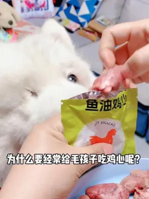 猫咪能否享用鸡肉——揭秘食谱中的鸡心争议