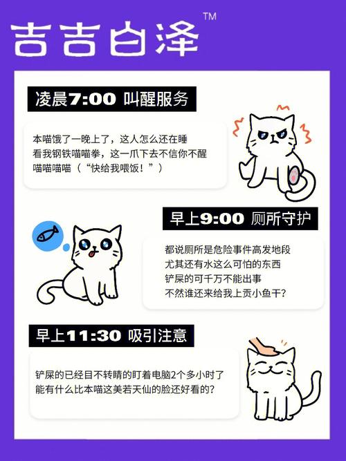 猫咪的作息时间揭秘，一天中最适宜的睡觉时刻