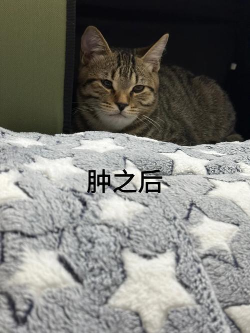 猫咪疫苗过敏去世，宠物健康需谨慎对待