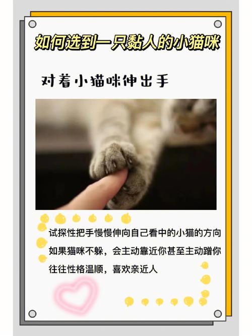 轻松教会你的猫咪学会坐下——训练秘籍