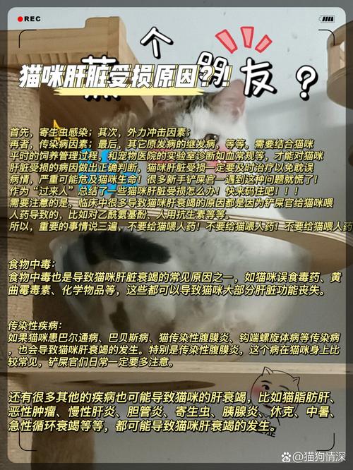 揭秘猫咪肝炎，了解它为何如此严重