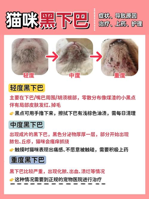 猫咪皮肤上长疙瘩？了解可能的原因与护理方法