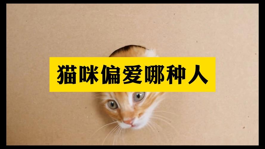 猫咪偏爱的五种颜色，揭秘它们的审美偏好