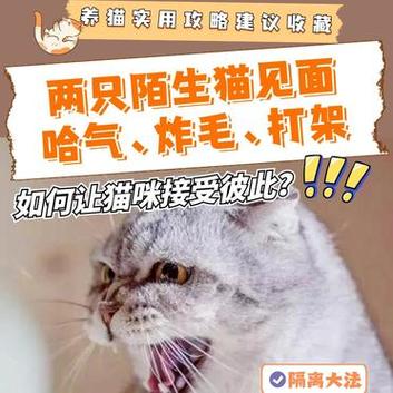 猫咪闹腾到底该咋办？五大实用建议让你轻松应对