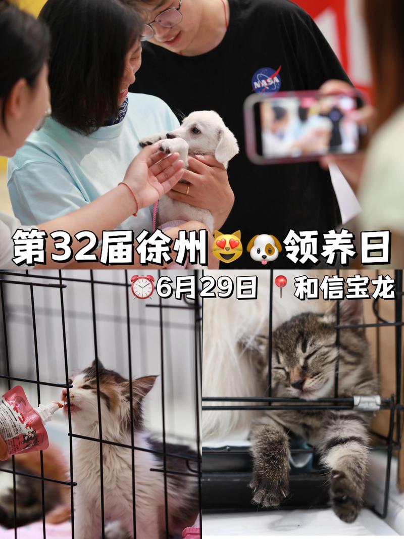 温暖心田的爱——温州领养猫咪活动