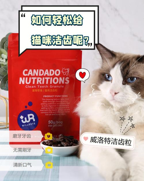 猫咪牙齿为何呈现红色？揭秘猫咪口腔健康的秘密