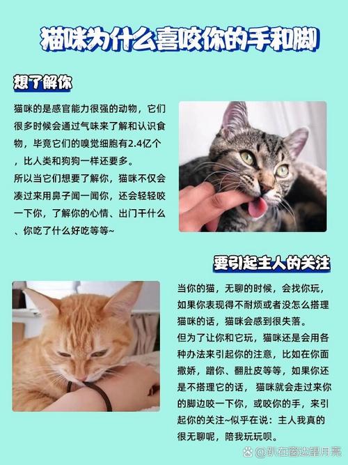 猫咪的爱意，为什么它们总是那么热衷于咬我们的手？