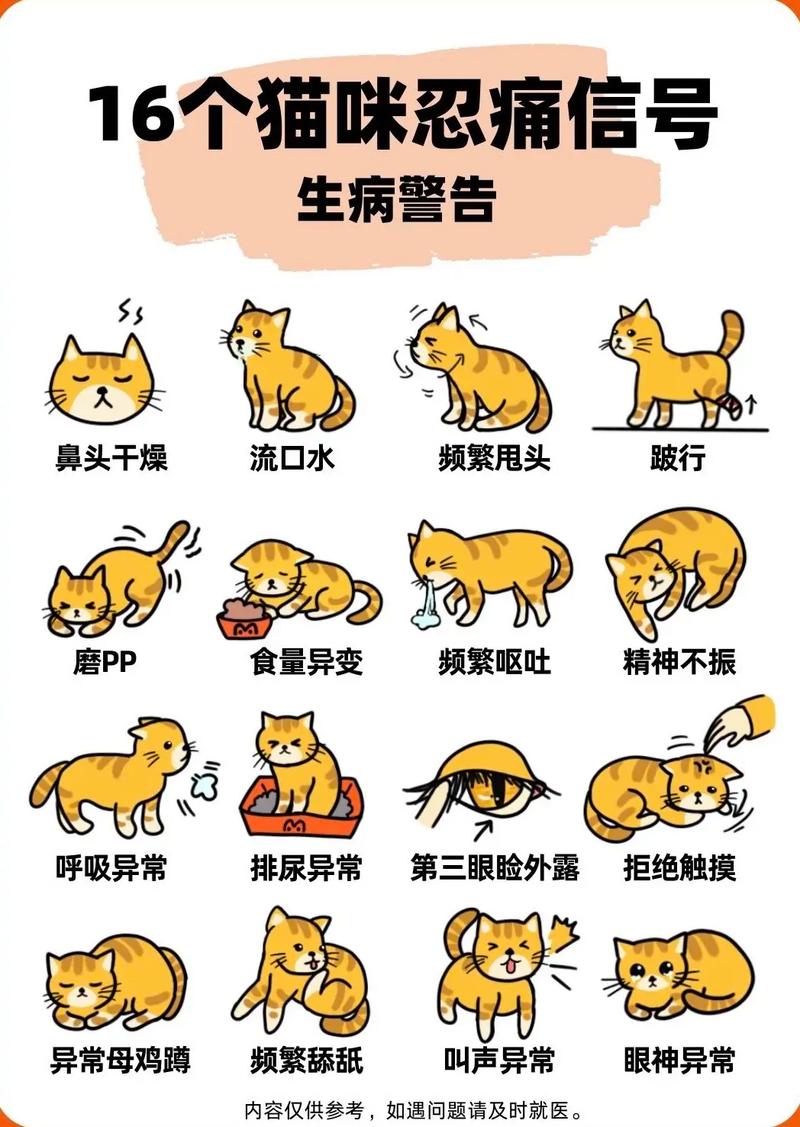 猫咪的呼吸与鼻腔，健康生活的小秘密