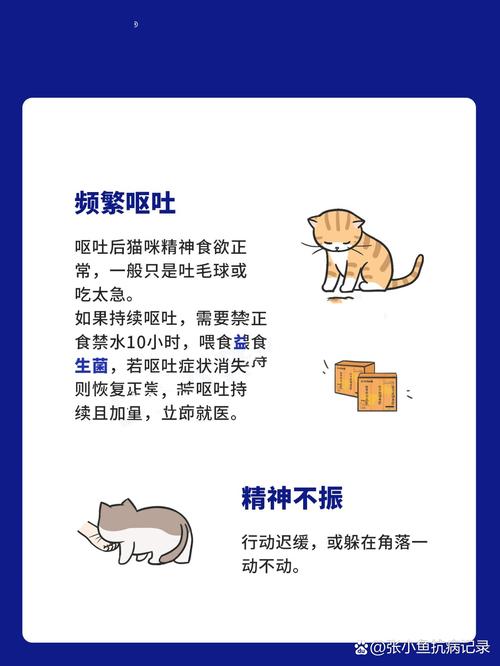 猫咪食欲下降，警惕潜在健康问题的信号