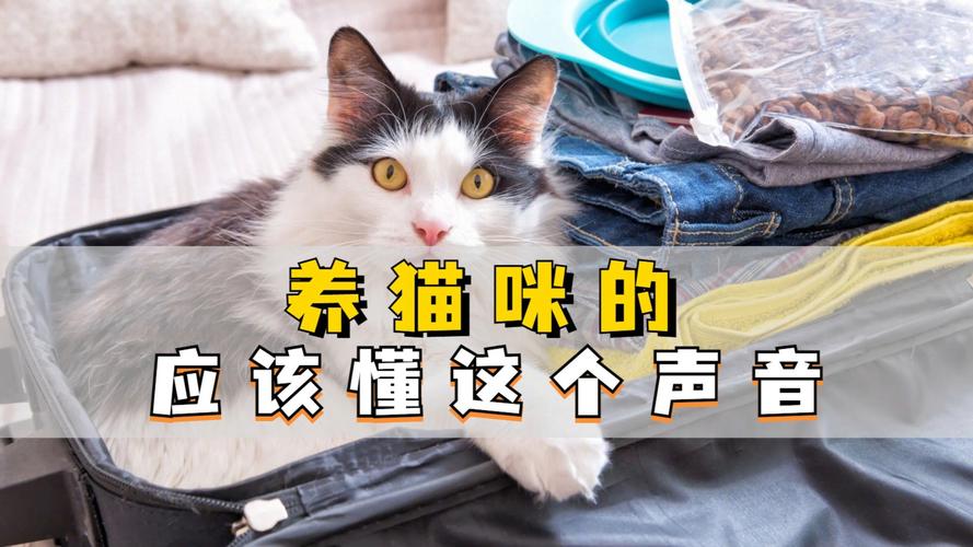 猫咪肺部异常发出声音？——如何解读猫儿的呼吸剧痛