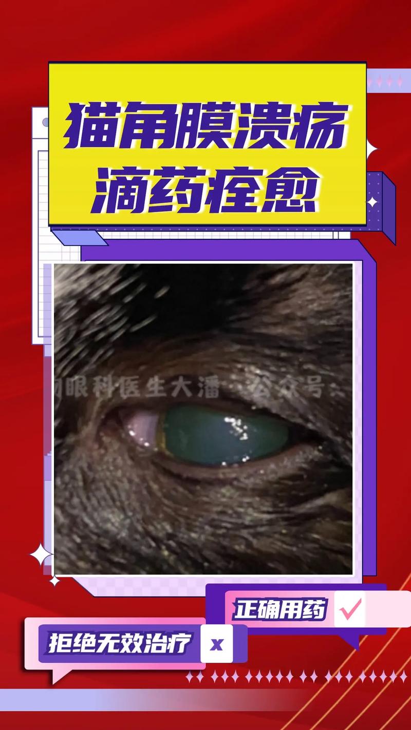 揭秘猫咪白色眼屎背后的真相