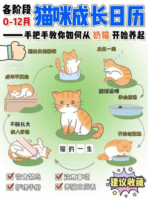 猫咪从胚胎到成形的神奇成长之旅