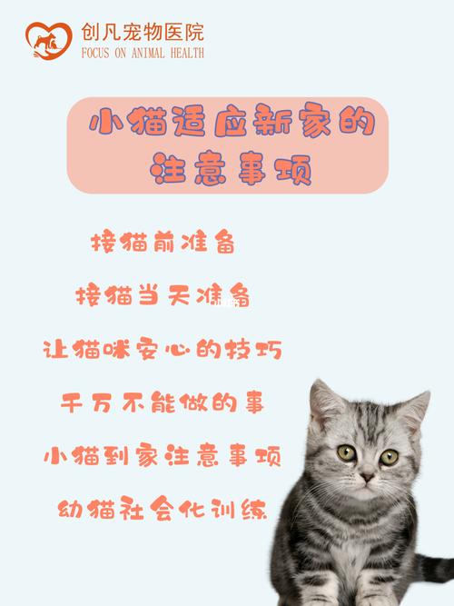 让新家的猫咪更快适应，如何帮助它们熟悉环境