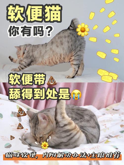 猫咪持续软便？可能是这些原因在作祟