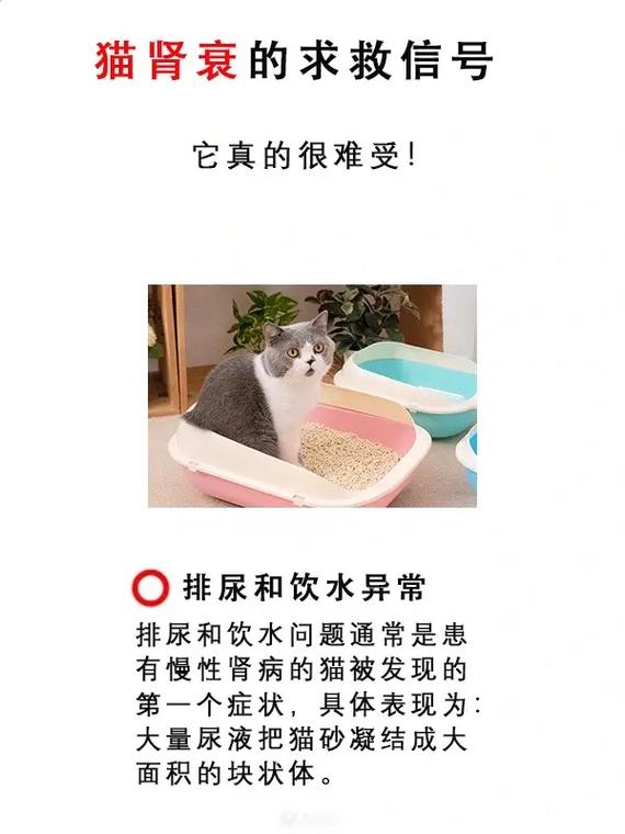 猫咪肾脏问题的早期症状与预防